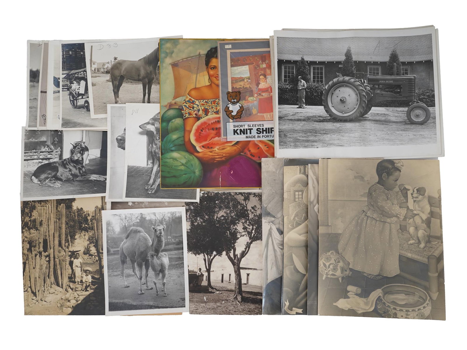 VINTAGE PHOTOGRAPHS OF MEXICAN ART AND ANIMALS: A lot of mid-20th century black and white photographs. The photos depict dogs, horses, wild animals, agricultural machines, and Mexican oil paintings, including artworks by Jorge Gonzalez Camarena, a 