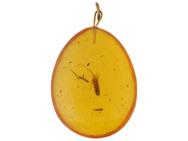 ANCIENT PREHISTORIC POLISHED AMBER PENDANT W INSECT