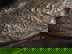 item-210607216=6