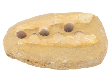 ANCIENT FOSSILIZED MOSASAUR BABY JAW WITH TEETH