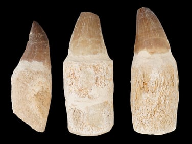 ANCIENT MOSASAUR REPTILE TEETH FOSSILS