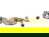 item-210704929=4