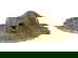 item-210933105=2
