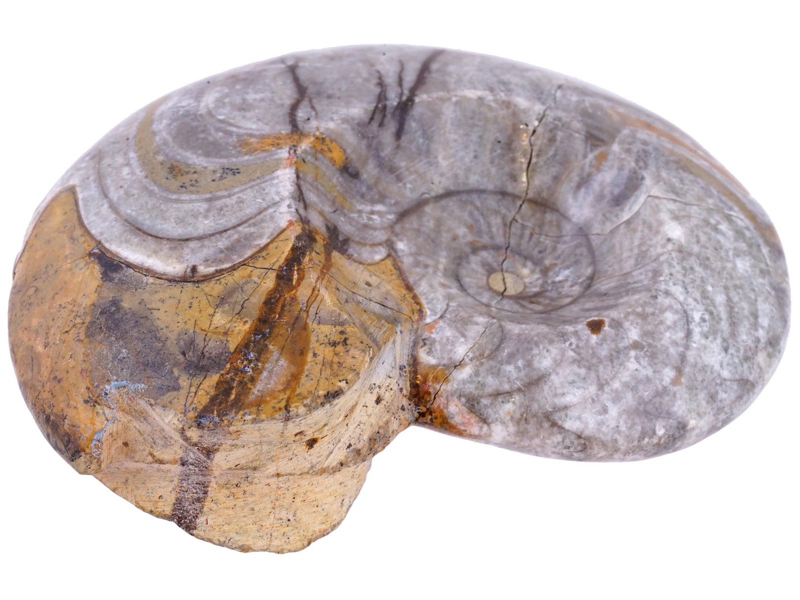ANCIENT AMMONITE FOSSIL EXTINCT MARINE MOLLUSK AMMONOID: An ancient ammonite fossil, a specimen of the extinct marine mollusk known as the ammonoid. Dating back millions of years, this fossil offers a window into the ancient oceans and the creatures that in