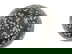 item-211417782=7