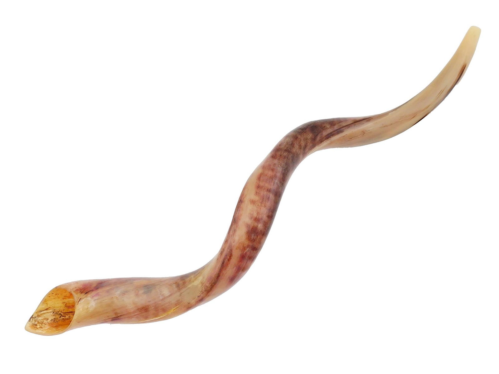 VINTAGE YEMENITE SHOFAR HORN F JERUSALEM CA 1950S: A vintage Yemenite shofar horn from Jerusalem, used in Jewish religious and cultural traditions, particularly during Rosh Hashanah, the Jewish New Year. Circa the mid 20th century, the 1950s. A Yemeni