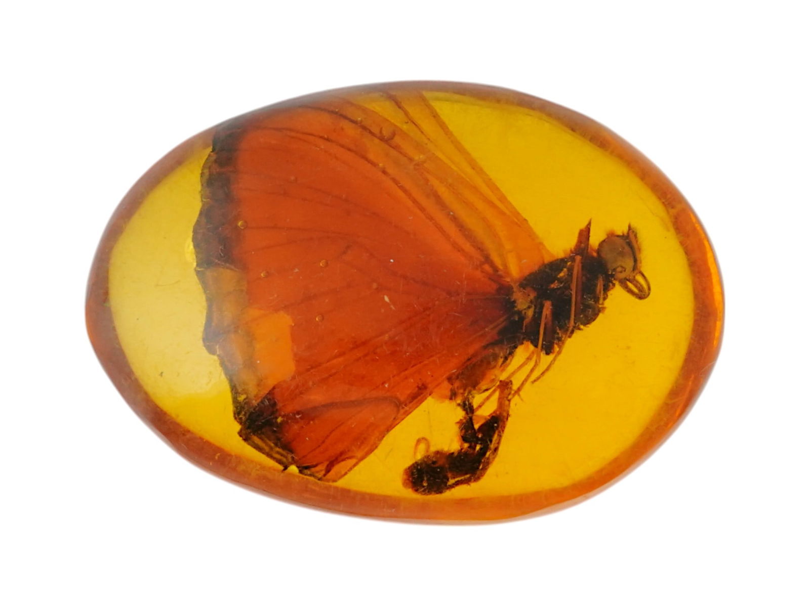 PREHISTORIC OVAL SHAPE AMBER WITH BUTTERFLY SPECIMEN (1 of 5)