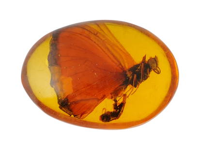 PREHISTORIC OVAL SHAPE AMBER WITH BUTTERFLY SPECIMEN: A 12 million years old Prehistoric oval shaped Amber stone with a prehistoric butterfly. Amber and Copal, Mineral Stones, Lepidopterology, Specimen and Collectibles. Total weight 18.72 g. THIS