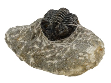 ANCIENT TRILOBITE FOSSIL FROM PALEOZOIC PERIOD