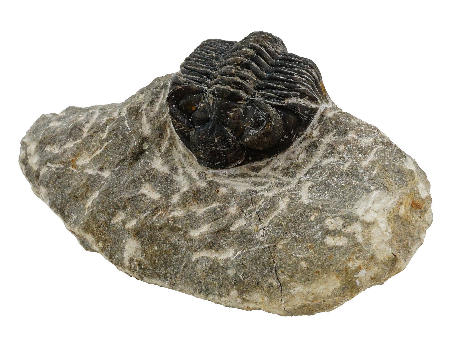 ANCIENT TRILOBITE FOSSIL FROM PALEOZOIC PERIOD (1 of 6)