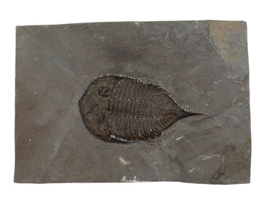 STONE SLAB WITH FOSSIL PREHISTORIC TRILOBITE