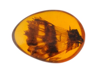 ANCIENT PREHISTORIC AMBER STONE W BUTTERFLY INSIDE