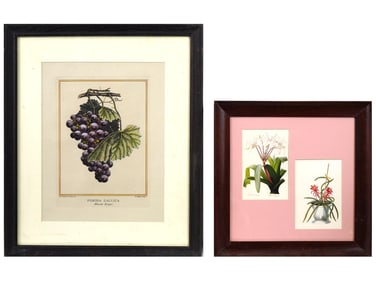 FRENCH HAND COLORED BOTANICAL ENGRAVINGS ON PAPER