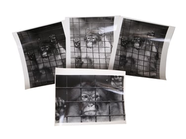 ALEX FREEMAN 1970 MONKEYS IN THE ZOO PHOTO PRINTS