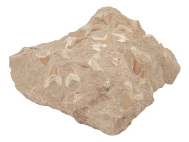 RARE FOSSIL SHARK TEETH EMBEDDED IN STONE