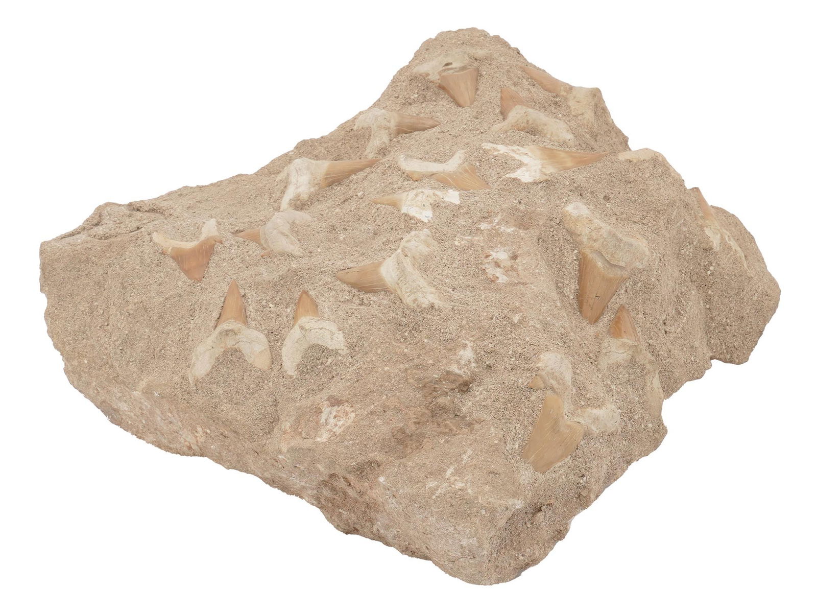 RARE FOSSIL SHARK TEETH EMBEDDED IN STONE: A rare Prehistoric fossil shark teeth embedded in a piece of a limestone. Detailed examination of such remains has enabled scientists to piece together the complex story of how life evolved on earth.