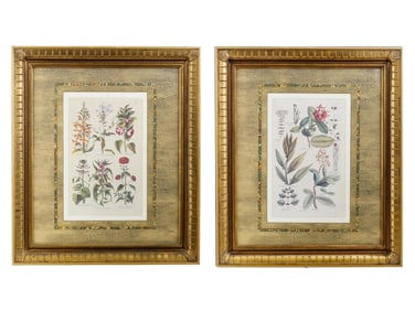 AFTER JOHN HILL BOTANICAL ILLUSTRATION COLOR PRINTS