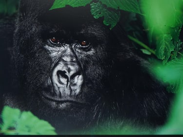 THOMAS D. MANGELSEN COLOR PHOTOGRAPH OF A GORILLA