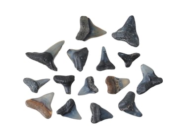 SET OF FIFTEEN PREHISTORIC MEGALODON FOSSIL SHARK TEETH