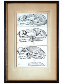 VINTAGE AMERICAN BIOLOGICAL INK PAINTING