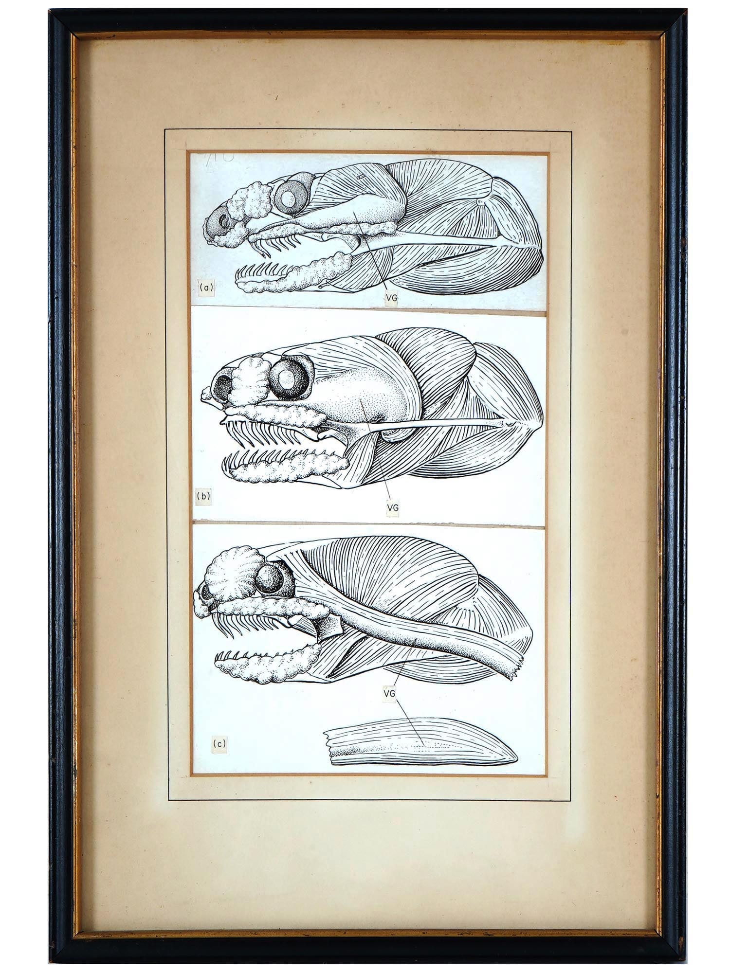 VINTAGE AMERICAN BIOLOGICAL INK PAINTING: A vintage ink on paper painting. Three lateral views of the fish scull and muscles. White mat, wooden frame. Rutgers University stamp on the backside. Collectible Graphic Art, Scientific Illustration.