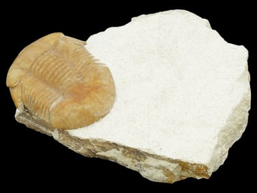 ANCIENT TRILOBITE FOSSIL FROM PALEOZOIC PERIOD