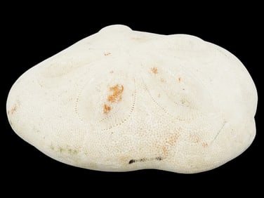 ANCIENT WHITE SEA URCHIN FOSSIL