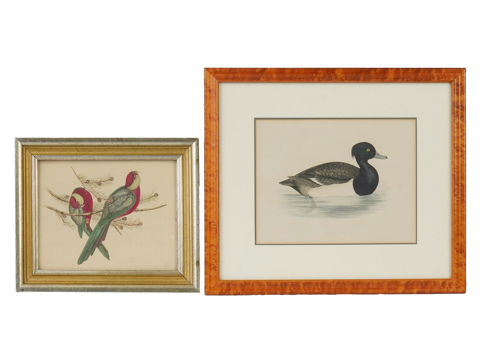 LOT OF ORNITHOLOGICAL BIRDS COLOR LITHOGRAPH PRINTS: A lot of two color prints. The first: an offset lithograph on paper depicting a portrait of parrots seated on branches after John Gould, 1804 to 1881, an English ornithologist who published monographs