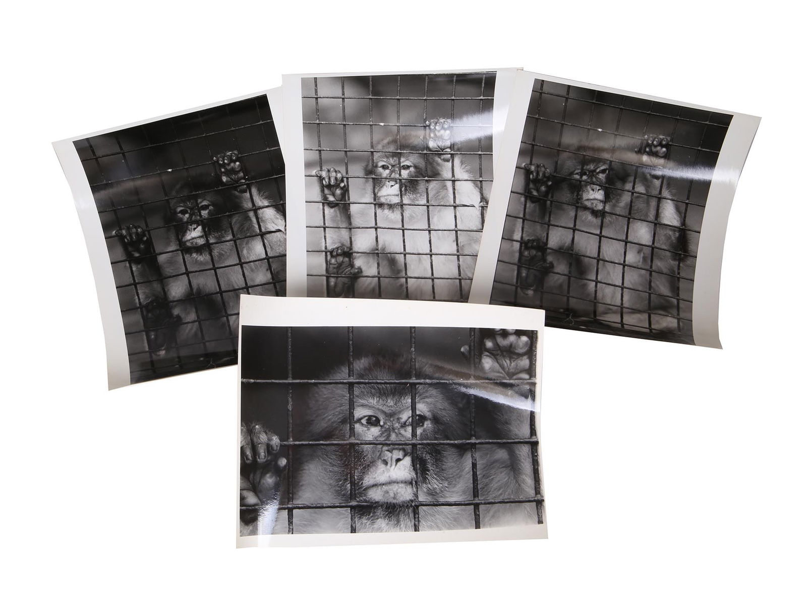 ALEX FREEMAN 1970 MONKEYS IN THE ZOO PHOTO PRINTS (1 of 5)