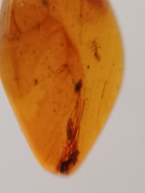 BURMITE AMBER WITH 2 INSECTS