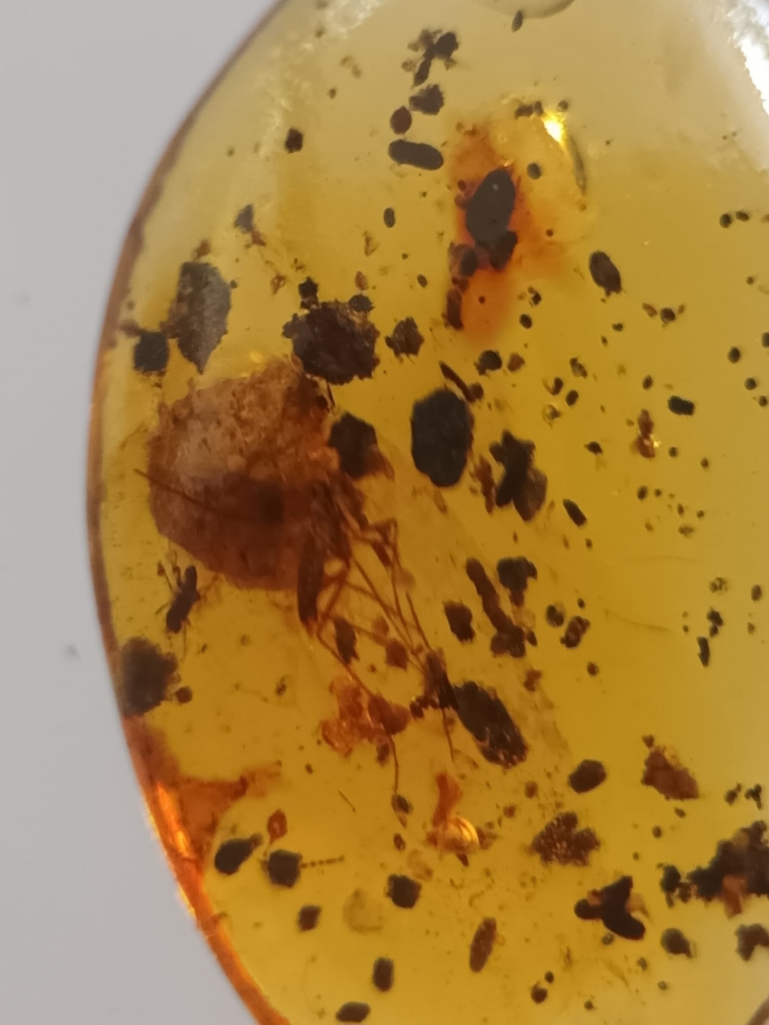 BURMITE AMBER WITH MOSQUITO, OTHER INSECT & DEBRIS: Bright yellow burmite amber with mosquito, other insect & debris. Weight: 0.58 grams. With label. Starting price. THIS LOT IS ELIGIBLE FOR A 30-DAY UNCONDITIONAL RETURN FROM THE DATE OF THE SA