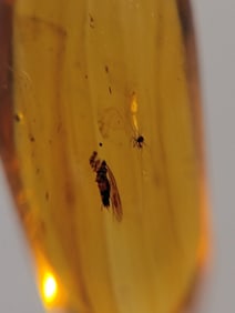 BURMITE AMBER WITH SPIDER & FLY