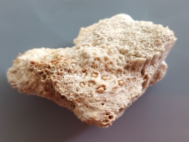 FOSSIL CORAL