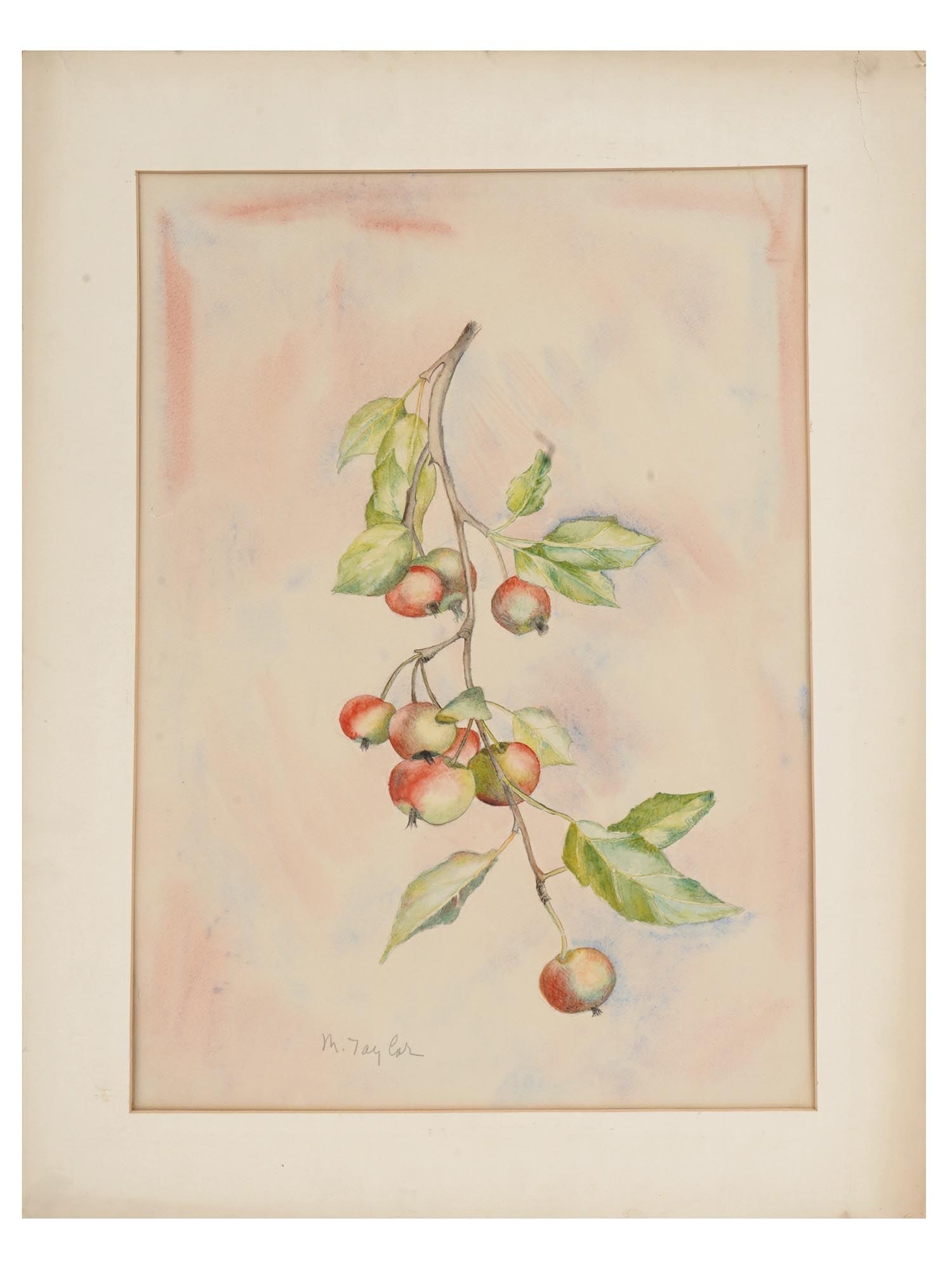 BERRIES WATERCOLOR PAINTING SIGNED BY M TAYLOR: M. Taylor, a 20th century artist, watercolor painting on paper depicting a sketch with a branch with berries. Signed lower left. Matted. M. Taylor is a 20th century artist known for still lifes and la