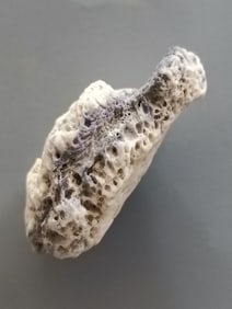 BLUE CORAL FOSSIL