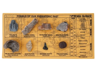 COLLECTION OF 8 ANCIENT PRE HISTORIC FOSSILS