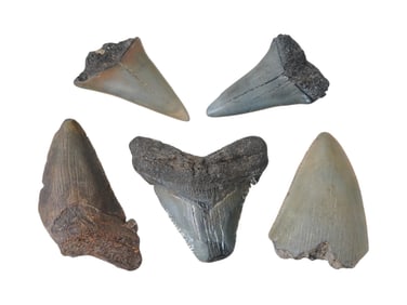 SET OF FIVE PREHISTORIC MEGALODON FOSSIL SHARK TEETH