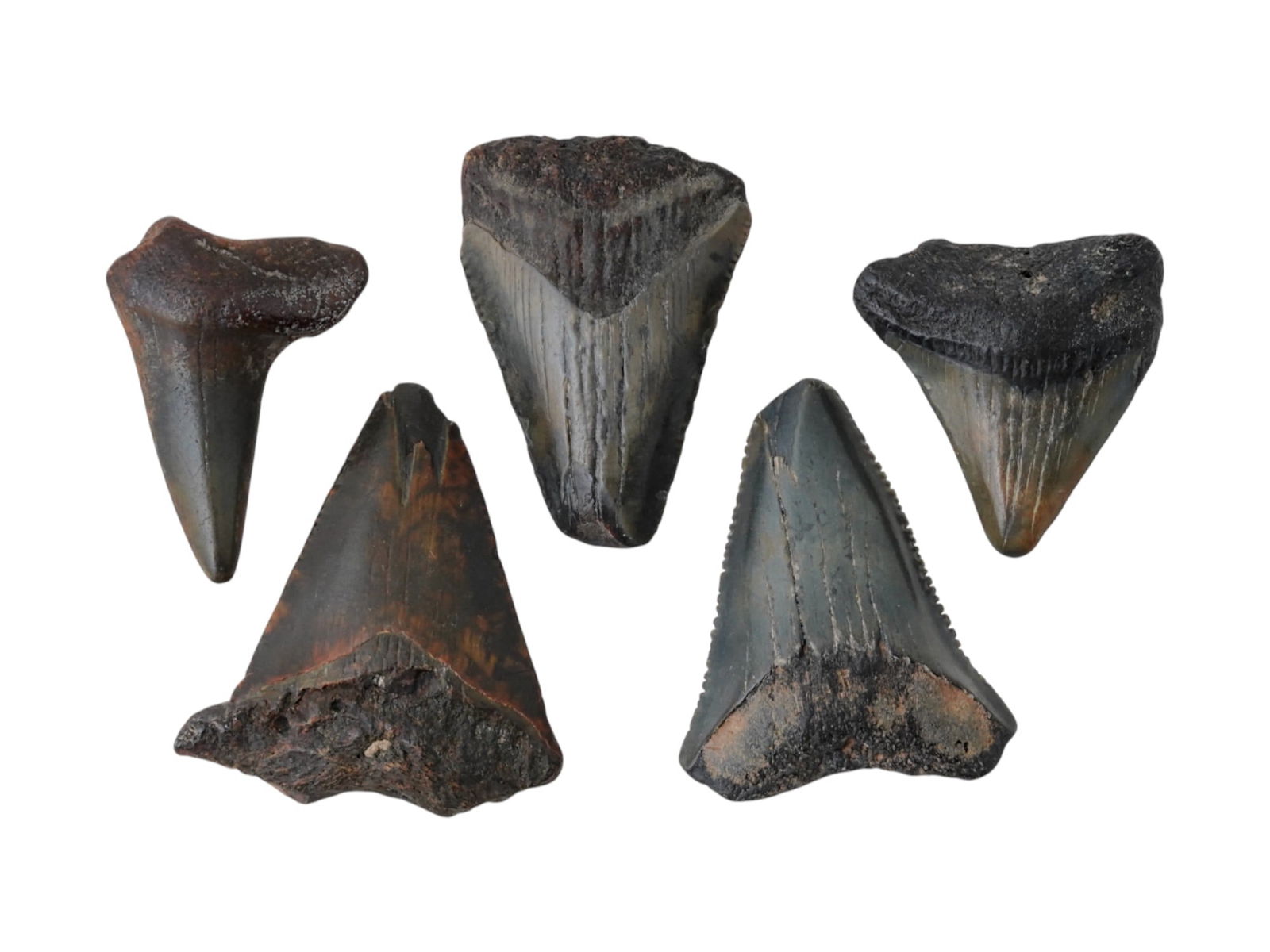 SET OF FIVE PREHISTORIC MEGALODON FOSSIL SHARK TEETH: A set of five prehistoric megalodon fossil shark teeth, dating to approximately 10 million years ago. These impressive fossils, remnants of one of the largest predatory sharks to have ever lived, show