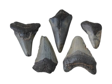 SET OF FIVE PREHISTORIC MEGALODON FOSSIL SHARK TEETH