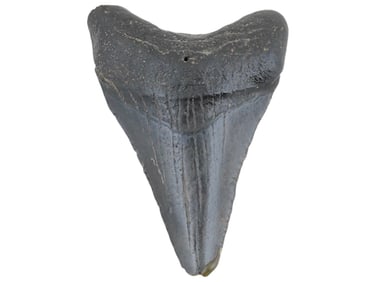 ANCIENT PREHISTORIC FOSSIL MEGALODON SHARK TOOTH