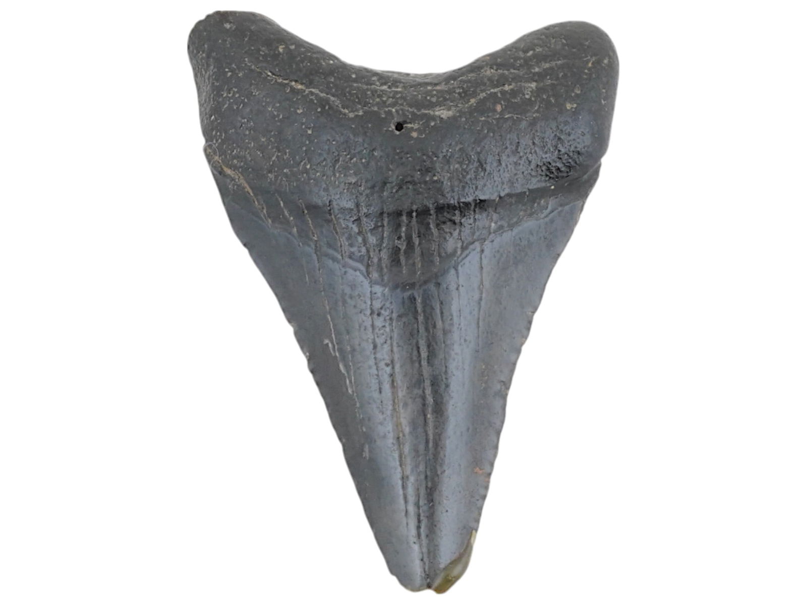 ANCIENT PREHISTORIC FOSSIL MEGALODON SHARK TOOTH: An ancient prehistoric fossil, a shark tooth, believed to be from Megalodon. Megalodon is an extinct species of giant mackerel shark that lived approximately 23 to 3.6 million years ago, from the Earl