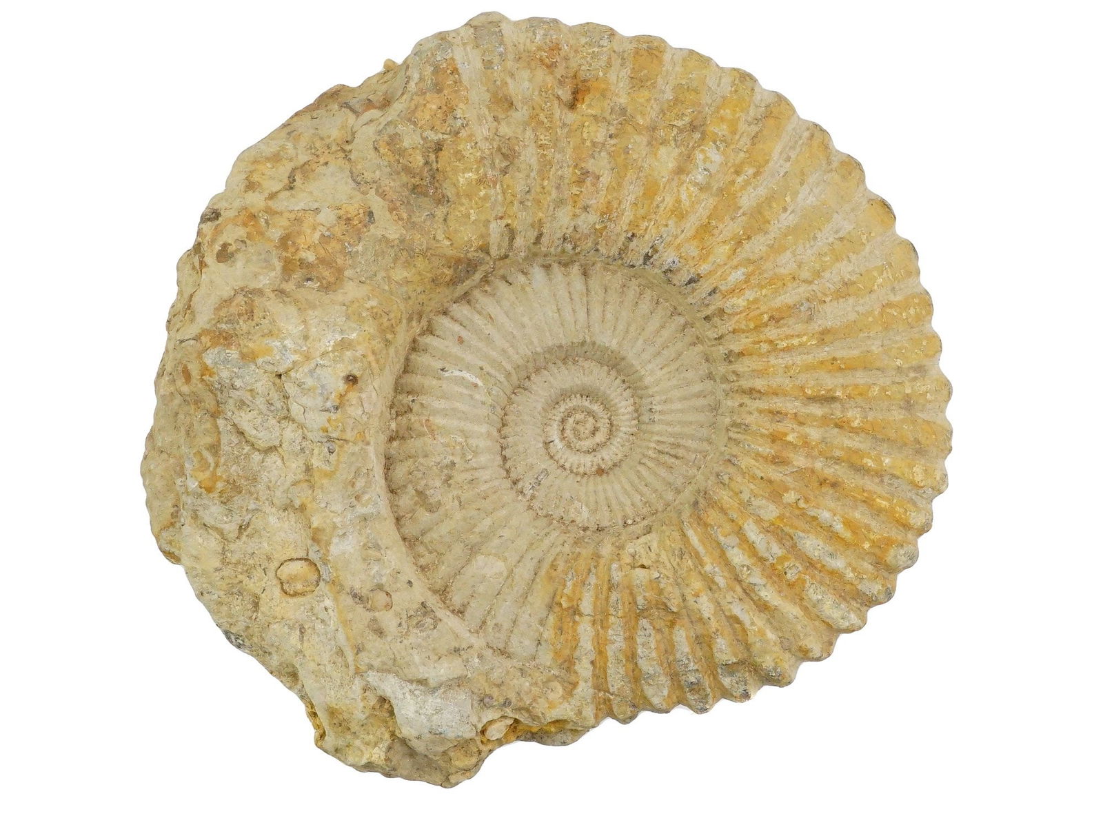 ANCIENT STONE FOSSILIZED AMMONITE: An ancient fossilized ammonite. The fossil is mostly complete and displays a prominent spiral pattern. The stone material is light brown in color. The fossil is a natural specimen. Ammonites were a gr