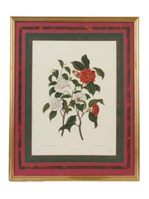 CLARA MARIA POPE BOTANICAL ILLUSTRATION LITHOGRAPH