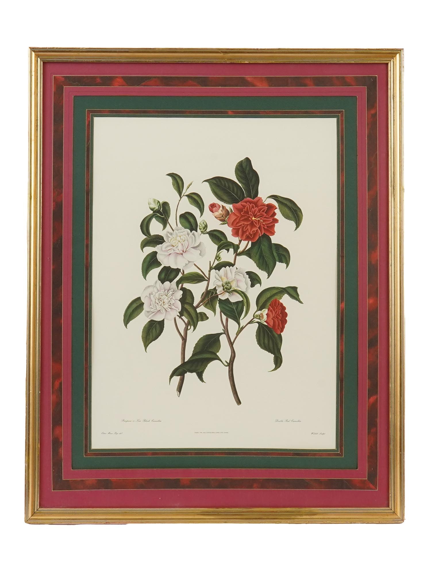 CLARA MARIA POPE BOTANICAL ILLUSTRATION LITHOGRAPH (1 of 5)