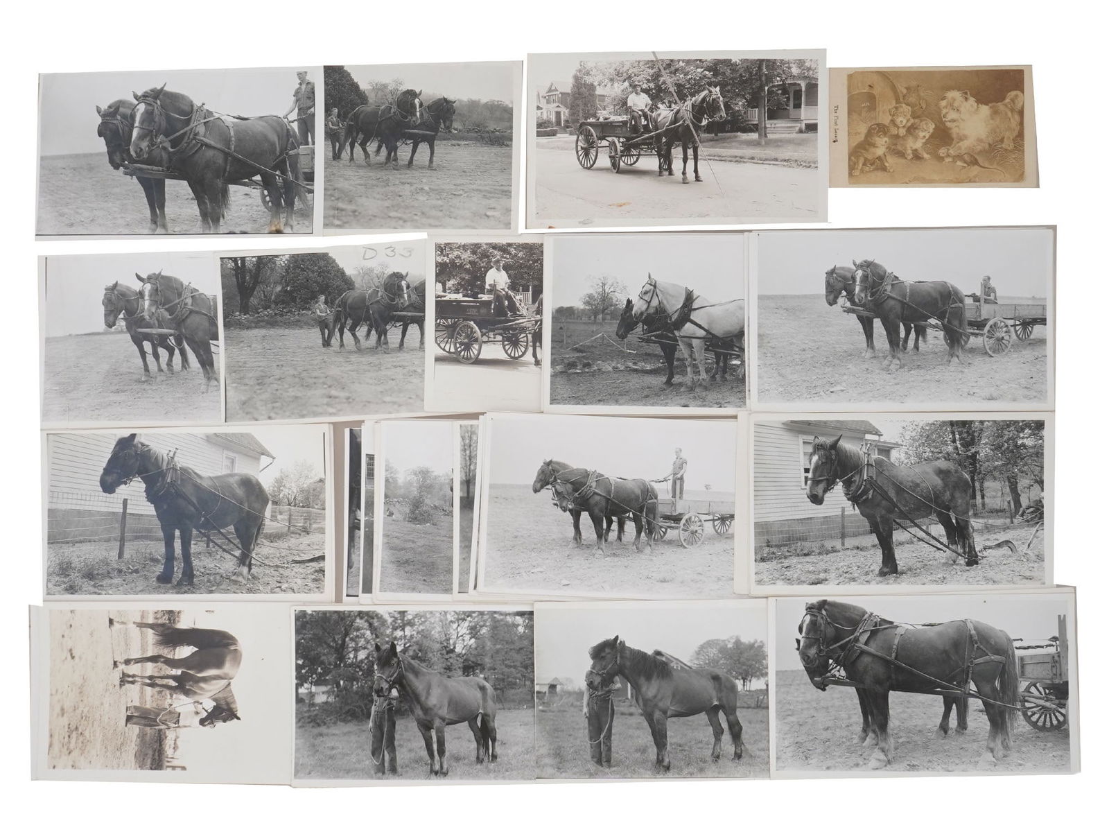 COLLECTION OF VINTAGE PHOTOGRAPHS HORSES IN HARNESS (1 of 4)