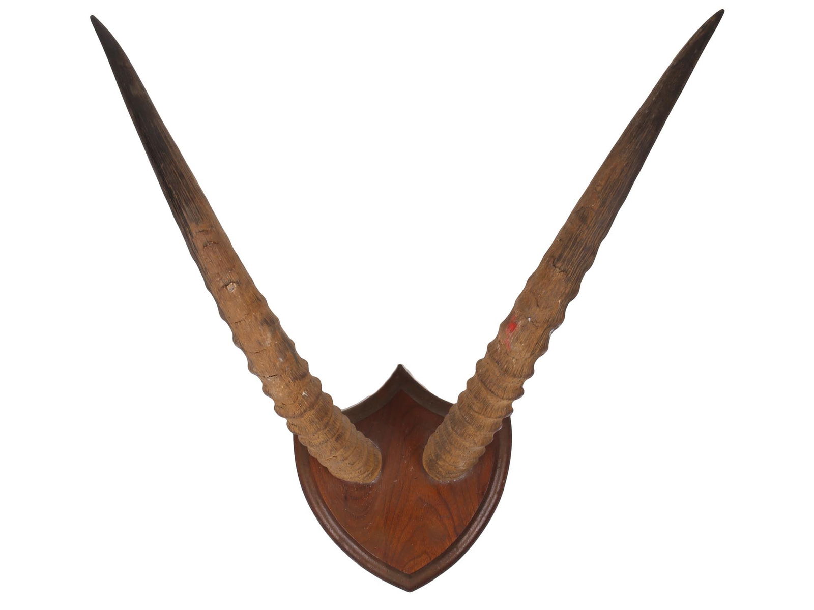 ANTIQUE AMERICAN WESTERN ANTELOPE HORN MOUNT (1 of 7)