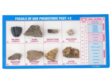 COLLECTION OF 8 ANCIENT PRE HISTORIC FOSSILS