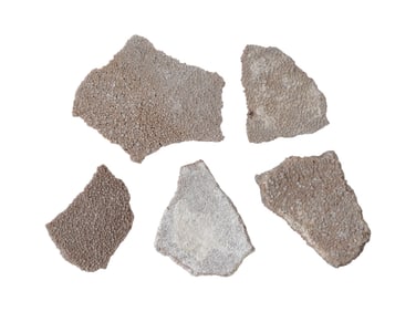 ANCIENT PREHISTORIC STEGOSAVRUS EGG SHELL FRAGMENTS