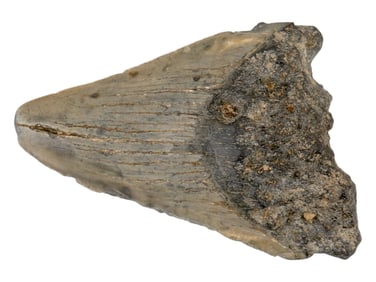 ANCIENT PREHISTORIC FOSSIL MEGALODON SHARK TOOTH