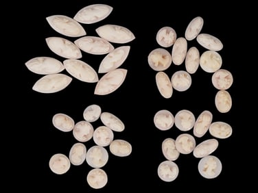 LOT OF 40 CARVED PORTRAIT CORAL SHELL CAMEO MEDALLIONS